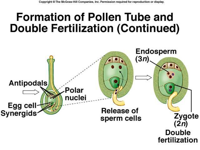 Reproduction In Plants And Animals   DOUBLE FERTILISATION 